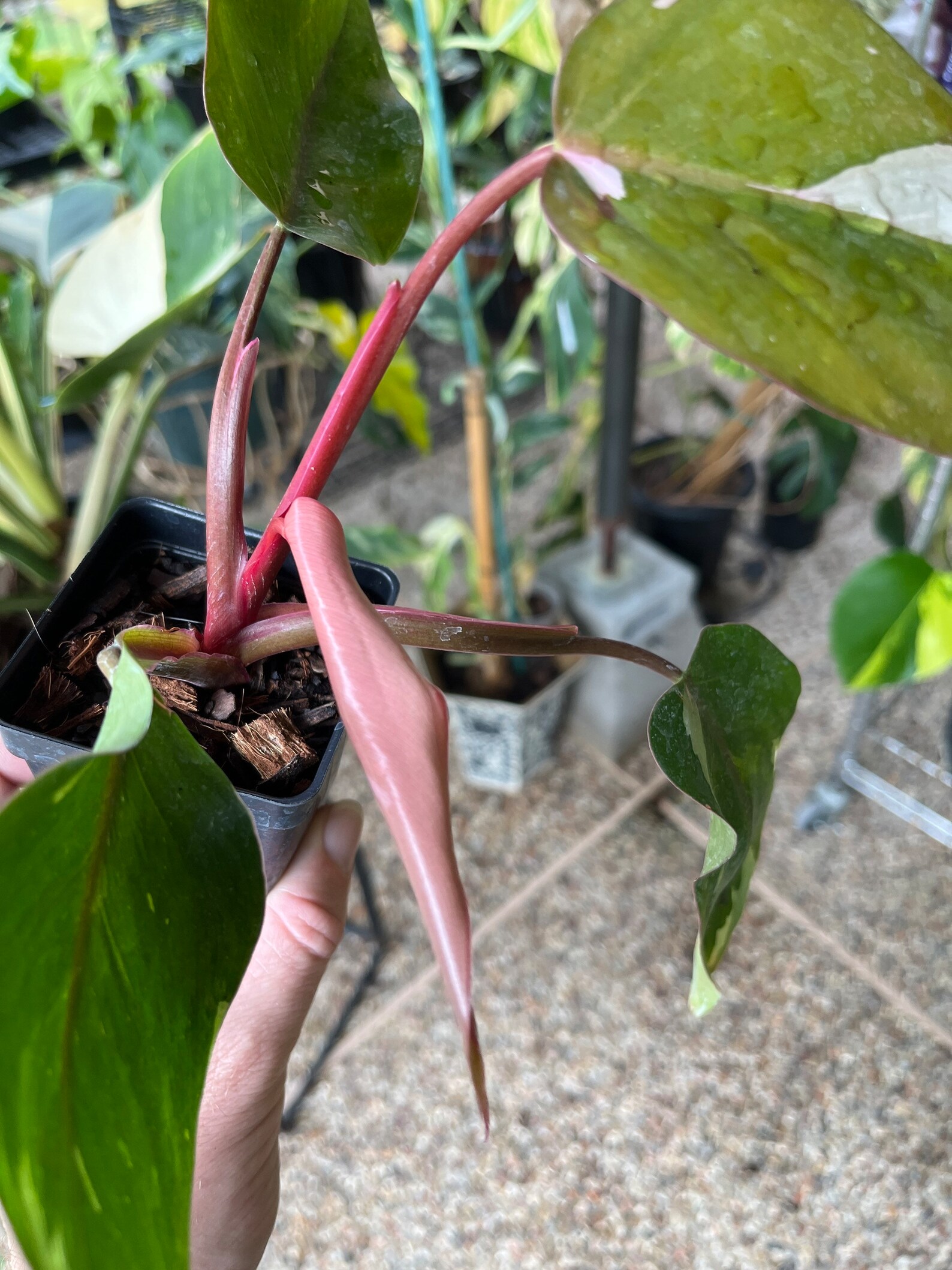 Philodendron Red Anderson Variegated