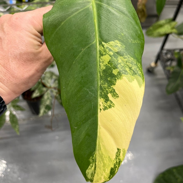 Variegated Philodendron Domesticum  Cutting - Rare Tropical Aroid - US Seller