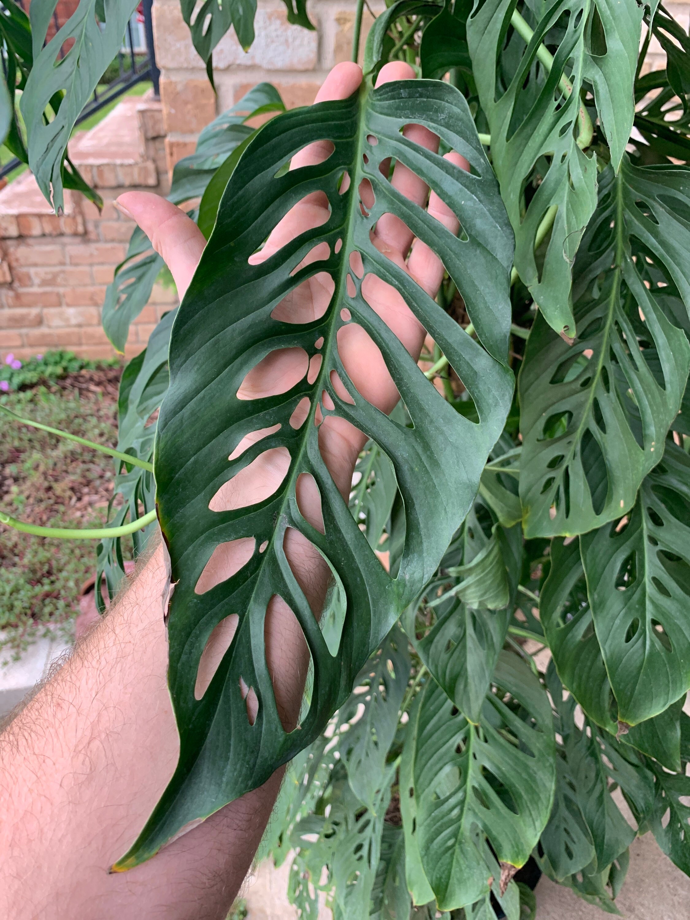 Medium Monstera Adansonii Blanchetii - Etsy