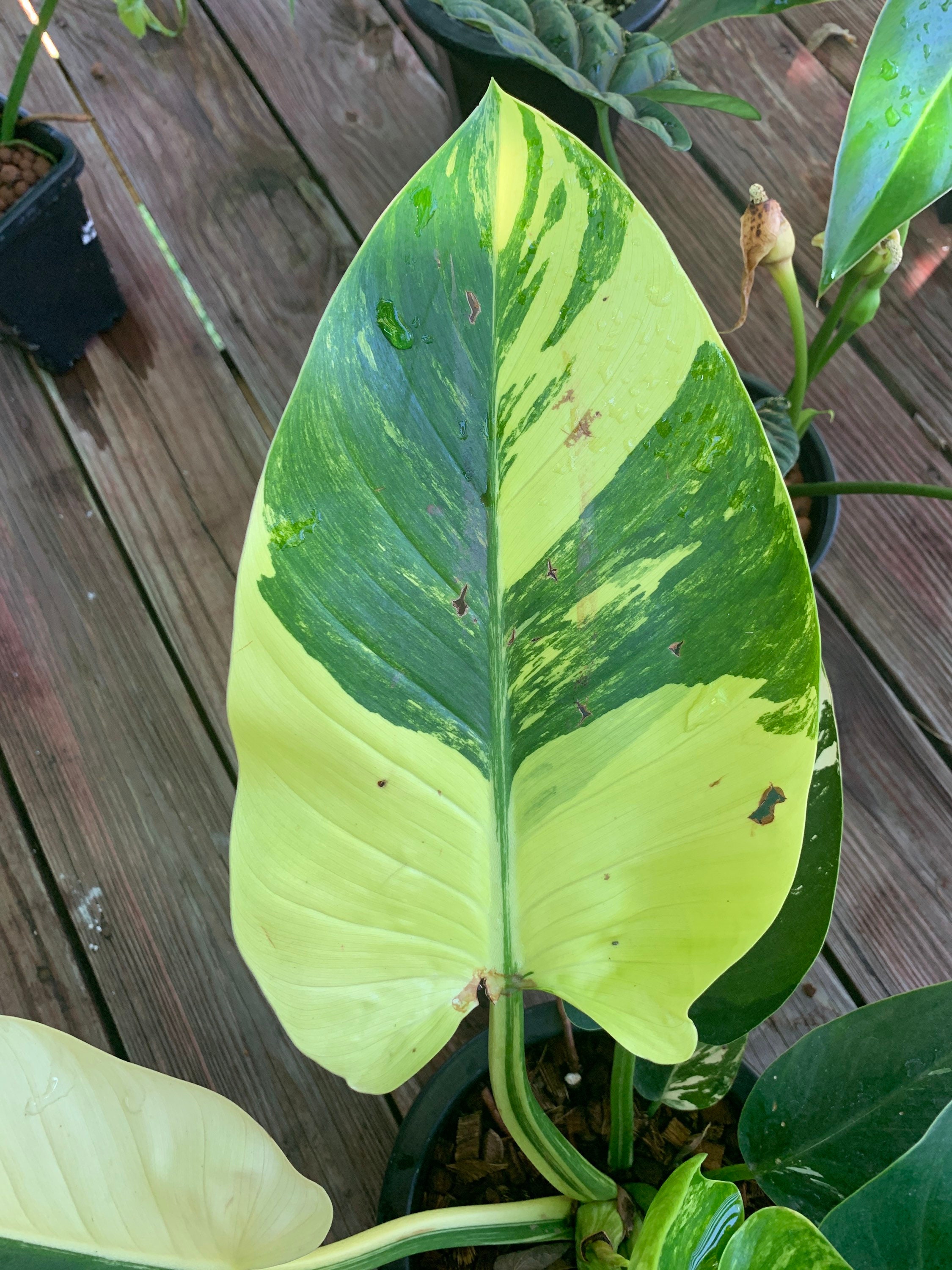 Philodendron Congo Green