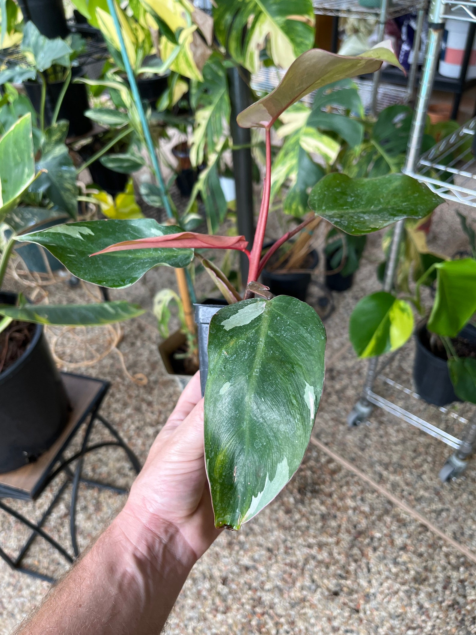 Philodendron Red Anderson Variegated