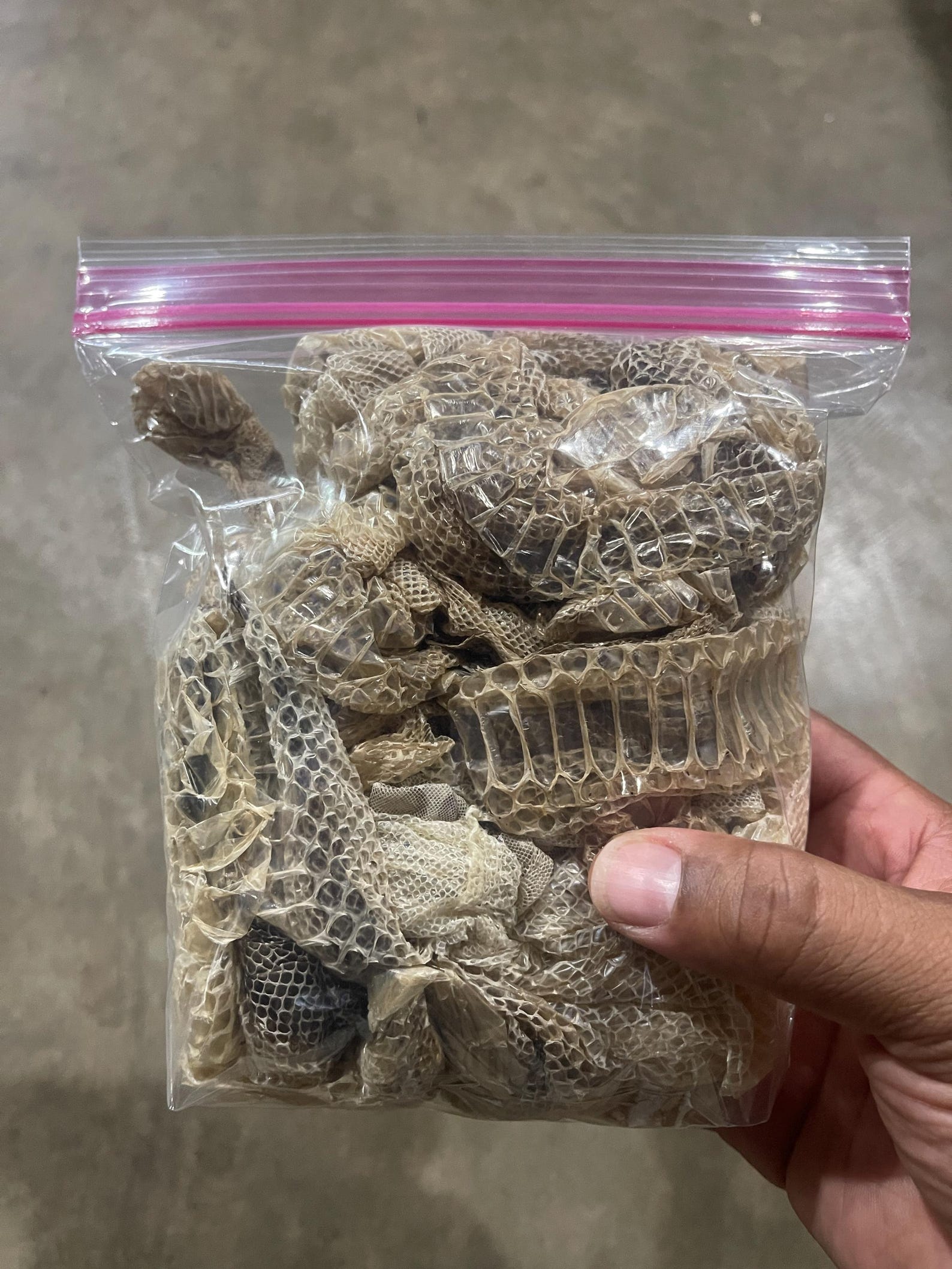 Large Assorted Snake Shed Skin Boa Constrictor - Etsy