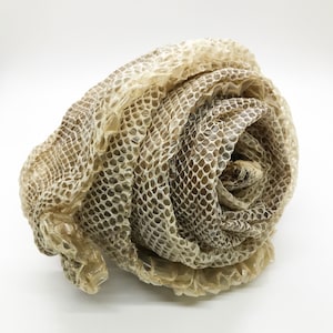 May include: Rolled snake skin, showcasing a natural pattern of beige and brown scales. The shed skin is curled, revealing the intricate texture and design of the reptile's outer layer. The snake skin is a light tan color.
