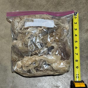 May include: A clear plastic bag filled with a variety of beige snake skins. The bag is about 7 inches tall and is next to a yellow measuring tape.
