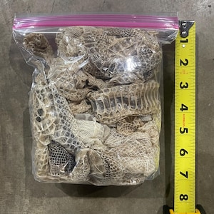 May include: A clear plastic bag filled with a pile of dried snake skins. The bag is about 7 inches tall and is next to a yellow measuring tape.