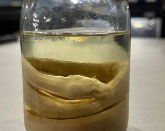 Boa Constrictor Morph Wet Specimen