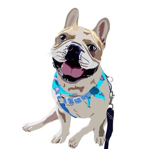 Op de afbeelding: Een Franse Bulldog genaamd "Chief" met een blauw-witte bandana met patroon en een zwarte riem, zittend en omhoog kijkend met zijn tong naar buiten.