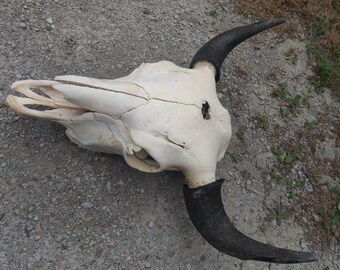 Buffalo skull real XL wide horn spread