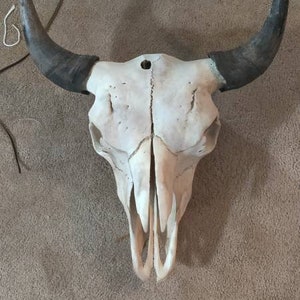 American Buffalo,Native,Science,Head Horn,Taxidermy,Education Bison Jaw Bone 