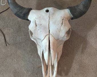 Buffalo skull XL American Bison/Buffalo Skull with  wide horn spread