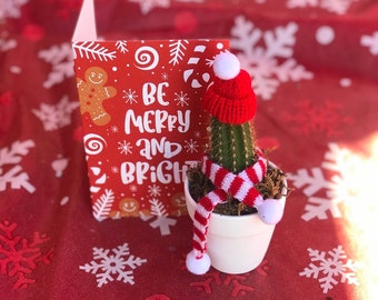 A Bundled up 2" Cactus complete w beanie and scarf, Christmas cactus, Cute cactus gift, Cactus plant, Cactus gift, cacti gift,