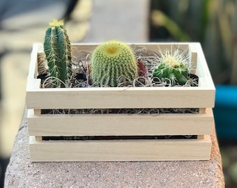 Assorted 2" Live Cacti arranged in a Charming Crate that's ready for gifting. Perfect for any Cactus Lover! Cacti pack, Cactus gift.