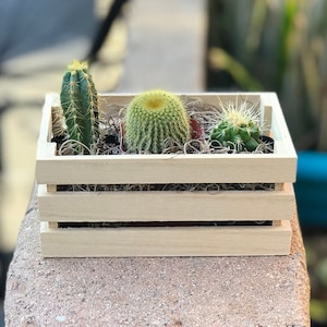 Assorted 2&quot; Live Cacti arranged in a Charming Crate that&#39;s ready for gifting. Perfect for any Cactus Lover! Cacti pack, Cactus gift.