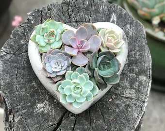 Handcrafted Concrete Heart Planter Filled With A Charming Live Succulent Assortment. Give a Lasting and Unique Gift! Succulent arrangement