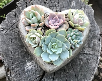 Concrete Heart Planter W A Lush Succulent Assortment. Give a Lasting and Unique Gift! Succulent Arrangement Gift. Gift for mom, Mother&#39;s Day