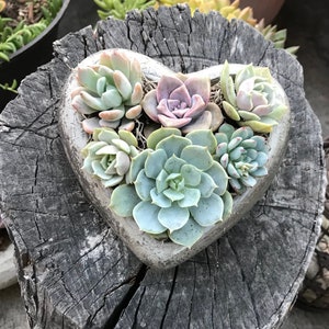 May include: A heart-shaped succulent planter made of concrete with a variety of succulents planted inside. The planter is sitting on a weathered tree stump.
