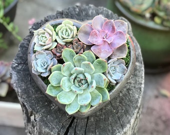 Handcrafted Large Concrete Heart filled with an Assortment of Medium and Small Colorful Live Succulents. Give a Unique & Lasting Gift!