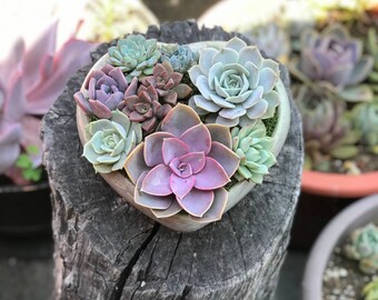 Handcrafted Large Concrete Heart Planter filled with an Assortment of Lush Colorful Live Succulents. Give a Unique & Lasting Gift!