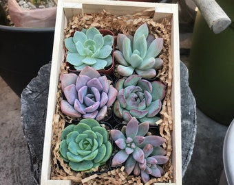 Set of 6 Assorted Live Succulents set in a Charming Crate that's ready for gifting. Perfect for any Succulent lover! Birthday Succulent gift