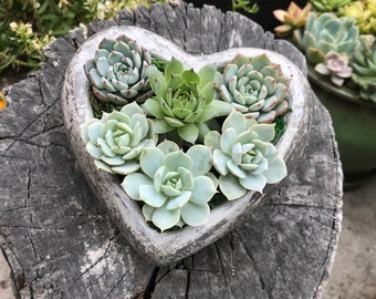 Handcrafted Concrete Heart Planter Filled With A Charming Live Succulent Assortment. Give a Lasting and Unique Gift!