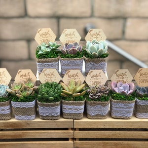 Watch Me Grow Baby shower party favors. 2 Succulent party favors, Succulent baby shower favors, plant party favors, burlap party favors image 6