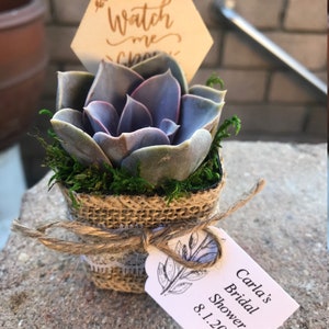 Watch Me Grow Baby shower party favors. 2 Succulent party favors, Succulent baby shower favors, plant party favors, burlap party favors image 4