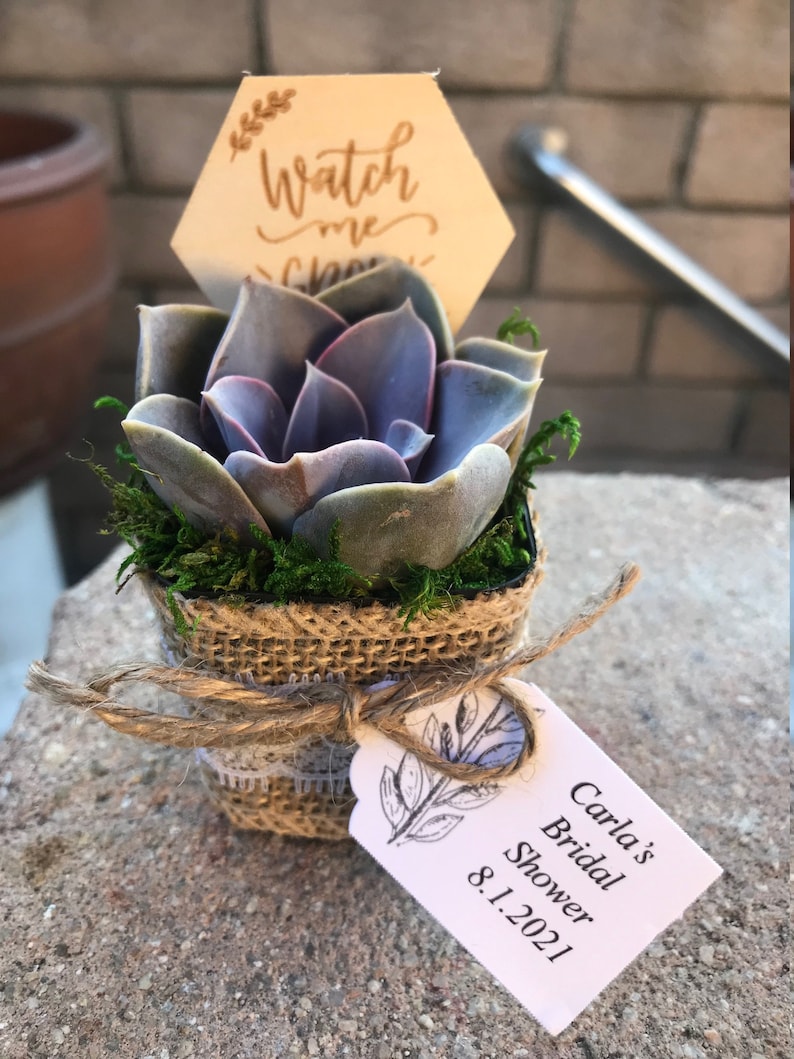 Watch Me Grow Baby shower party favors. 2 Succulent party favors, Succulent baby shower favors, plant party favors, burlap party favors image 4