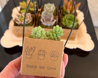 Succulent party favor with carrier, baby shower gift, succulent party theme, rustic party favor, baby shower favor, watch me grow favor