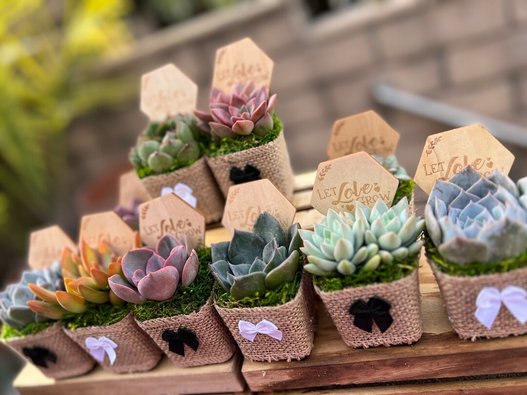 2 Succulent Wedding Favors Burlap Wrapped With Moss Bow Etsy 2 Succulent Wedding Favors Burlap Wrapped With Moss Bow Etsy
