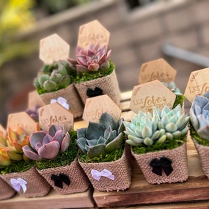 2&quot; Colorful Succulent Wedding favors, succulent bridal shower favors, succulent party favor, cactus wedding favor, cacti bridal shower favor