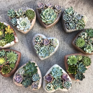 Designers Choice - Handcrafted Concrete Heart Planter With A Charming Live Succulent Assortment. Give a Lasting and Unique Succulent Gift!