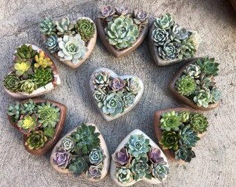 Designers Choice - Handcrafted Concrete Heart Planter With A Charming Live Succulent Assortment. Give a Lasting and Unique Succulent Gift!