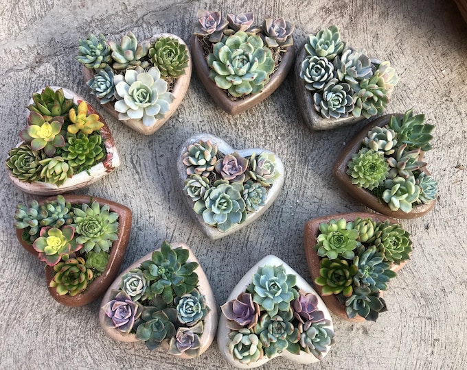 Designers Choice - Handcrafted Concrete Heart Planter With A Charming Live Succulent Assortment. Give a Lasting and Unique Succulent Gift!