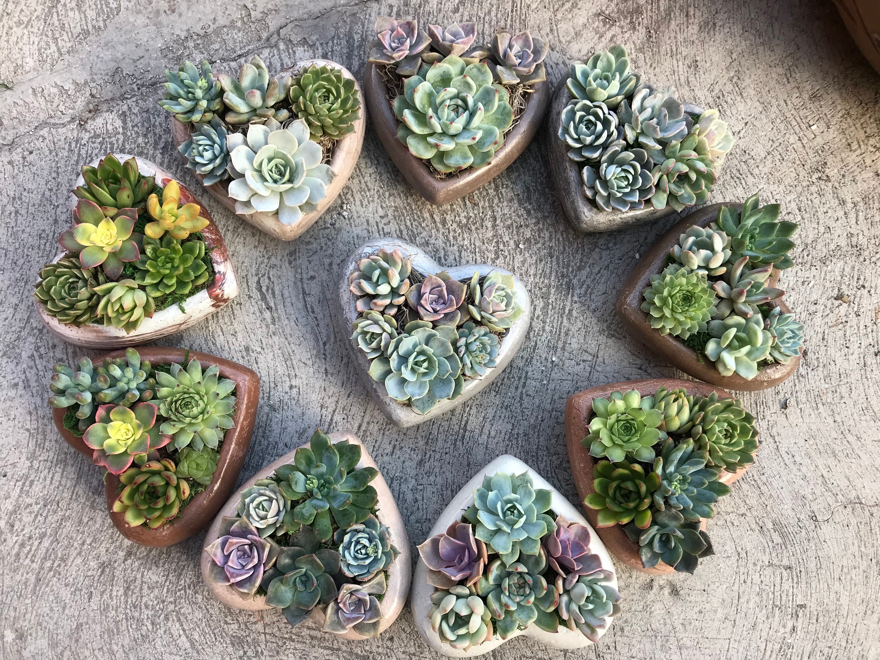 Designers Choice - Handcrafted Concrete Heart Planter With A Charming Live Succulent Assortment. Give a Lasting and Unique Succulent Gift!