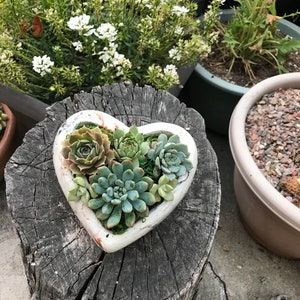 A Charming Live Succulent Assortment tucked away in a Concrete Heart. Send a Lasting & Unique Gift Instead of flowers, lasting arrangement image 2