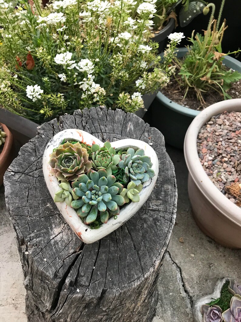 A Charming Live Succulent Assortment tucked away in a Concrete Heart. Send a Lasting & Unique Gift Instead of flowers, lasting arrangement image 2