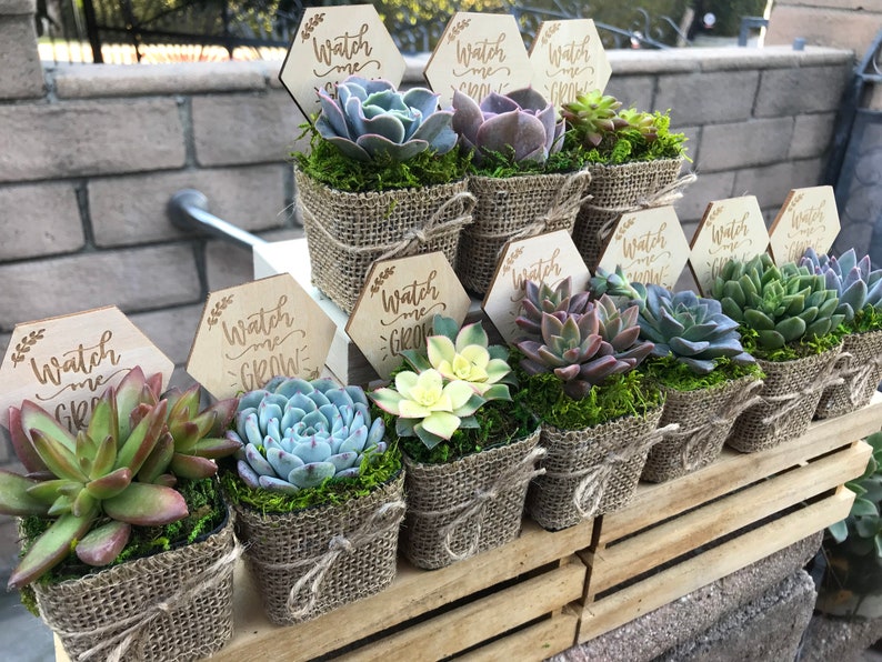 Watch Me Grow Baby shower party favors. 2 Succulent party favors, Succulent baby shower favors, plant party favors, burlap party favors image 7