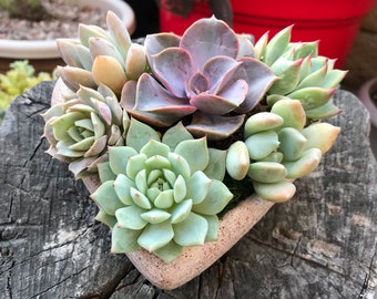 Handcrafted Concrete Shaped Heart Planter Filled With A Charming Live Succulent Assortment. Give a Lasting and Unique Gift!