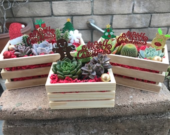 Preorder a festive Christmas Succulent & Cacti crate. Succulent Christmas gift, Succulent holiday gift, Cacti Christmas gift, Holiday plant