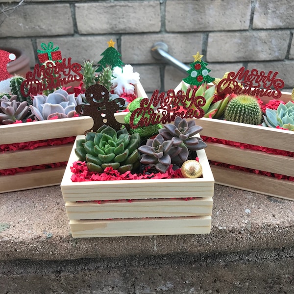 Preorder a festive Christmas Succulent & Cacti crate. Succulent Christmas gift, Succulent holiday gift, Cacti Christmas gift, Holiday plant