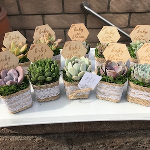 Baby in Bloom Baby shower party favors. 2&quot; Succulent party favors, Succulent baby shower favors, plant party favors, Sprinkle shower favor