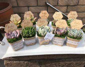 Baby in Bloom Baby shower party favors. 2" Succulent party favors, Succulent baby shower favors, plant party favors, Sprinkle shower favor