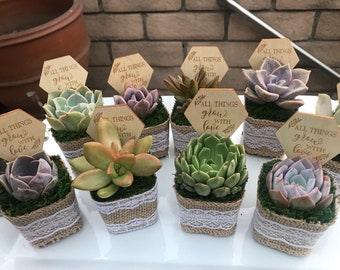 All Things Grow with Love 2" Succulent favors, first communion favors, baby shower favor, burlap party favors, rustic party favors