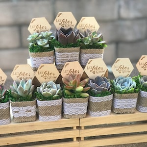 Let LOVE Grow 2&quot; Succulent bridal shower favors, Succulent baby shower favors, wedding favors, bridal shower favors, succulent bridal favors