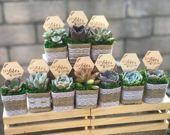 2" Succulent Favors: Burlap & Lace, "Let Love Grow" Sign, bridal shower favor, succulent shower gift, baby shower favor
