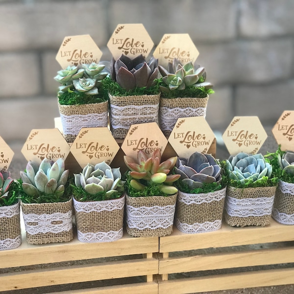 2" Succulent Favors: Burlap & Lace, "Let Love Grow" Sign, bridal shower favor, succulent shower gift, baby shower favor