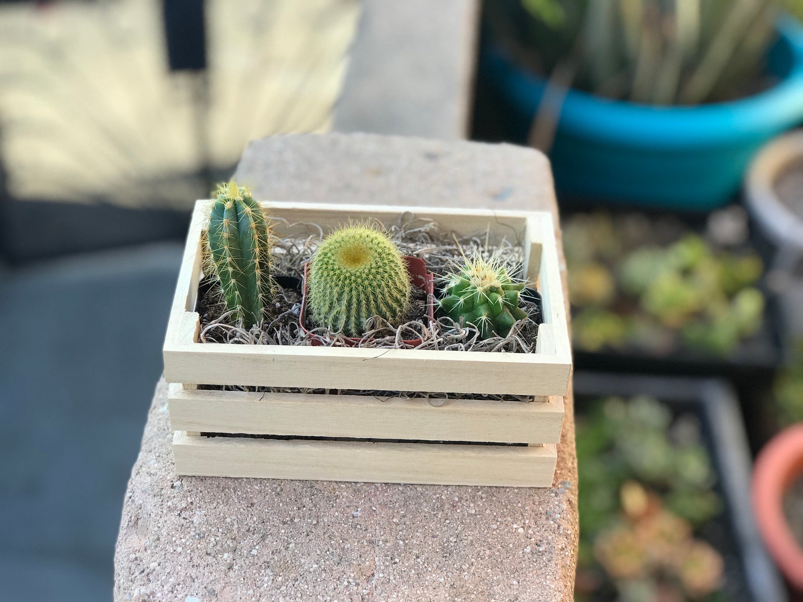 Assorted 2 Live Cacti Arranged in a Charming Crate - Etsy