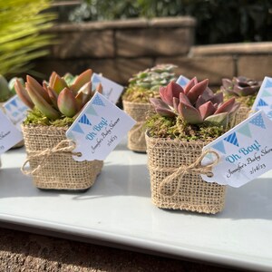 2&quot; Succulent Oh Boy! Oh boy shower favor, Boy Baby shower favor, Oh boy succulent, Oh boy shower theme, Oh boy shower decor, Oh Boy! favor