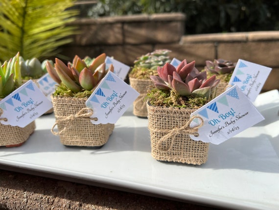 2" Succulent Plant Favor: Burlap Wrapped, Oh Boy Baby Shower - Etsy.de