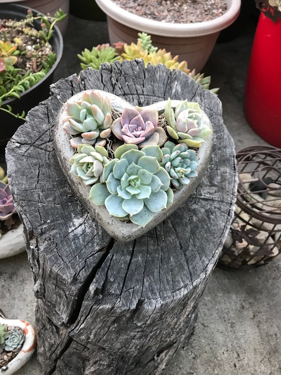 Mom Heart Planter Mom Heart Planter